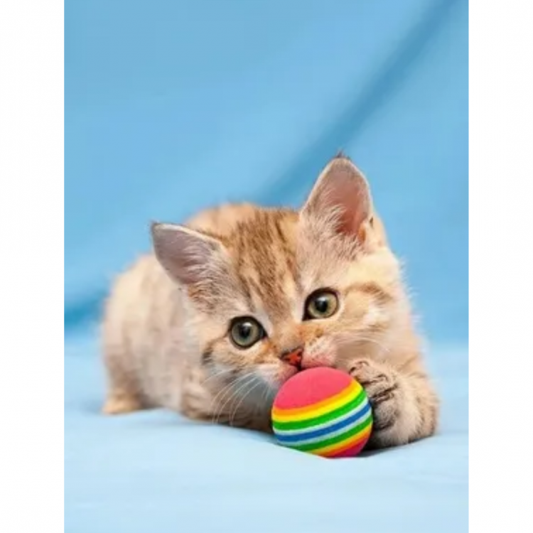 Renkli Sünger Kedi Oyun Topu